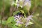 Eastern Carpenter Bee   823576