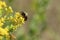 Eastern Carpenter Bee   846566