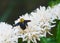 Eastern carpenter Bee fliing to seeking nectar in Robusta coffee blossom on tree plant with green leaf