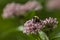 Eastern Carpenter Bee Holding Milkweed Flower with Legs