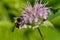 Eastern Carpenter Bee - Xylocopa virginica