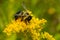 Eastern Carpenter Bee - Xylocopa virginica