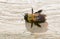 Eastern Carpenter Bee - Xylocopa virginica