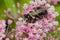 Eastern Carpenter Bee - Xylocopa virginica