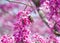 Eastern Carpenter Bees feed on flowering Redbud trees on a sunny spring day