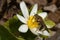 Eastern Catkin Fly - Brachypalpus oarus