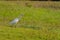 Eastern Cattle Egret bird