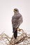 Eastern chanting goshawk on branches turning head