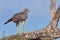 Eastern Chanting Goshawk - Immature