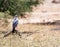 Eastern Chanting Goshawk (Melierax poliopterus)