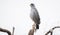 Eastern Chanting Goshawk Melierax poliopterus on a Tree Limb