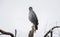 Eastern Chanting Goshawk Melierax poliopterus on a Tree Limb i