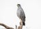 Eastern Chanting Goshawk Melierax poliopterus on a Tree Limb i