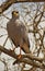 Eastern Chanting-Goshawk perching on tree