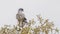 Eastern Chanting-Goshawk on Tree