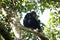 Eastern chimpanzee Pan troglodytes schweinfurthii