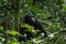 Eastern chimpanzee, pan troglodytes schweinfurthii, uganda