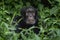 Eastern chimpanzee, pan troglodytes schweinfurthii, uganda