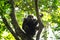 Eastern chimpanzee, pan troglodytes schweinfurthii, uganda