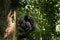 Eastern chimpanzee, pan troglodytes schweinfurthii, uganda