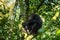 Eastern chimpanzee, pan troglodytes schweinfurthii, uganda