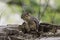 Eastern Chipmunk