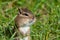 Eastern Chipmunk