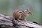 Eastern Chipmunk on a Branch