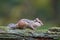 Eastern Chipmunk on a Branch in Fall