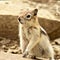 Eastern Chipmunk - East Glacier National Park, USA