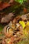 An eastern chipmunk in the fallen leaves