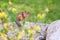 Eastern Chipmunk With Flowering Forsythia