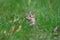 Eastern Chipmunk in Grass Taking a Look Around