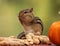 Eastern Chipmunk with hands up to face standing next to a pumpkin