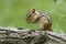 Eastern Chipmunk on a Log