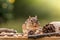 Eastern Chipmunk looks forward with cheeks full