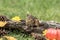 Eastern Chipmunk posed with rustic fall decor leaves pumpkins acorns for Autumn