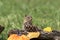 Eastern Chipmunk posed with rustic fall decor leaves pumpkins acorns for Autumn