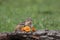 Eastern Chipmunk poses with orange Marigolds on rugged bark for fall