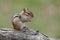 Eastern Chipmunk Sitting on a Log