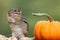 Eastern chipmunk standing next pumpkin contemplating with hands together