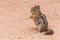 Eastern Chipmunk standing on a red ground in Bryce canyon national park, USA.