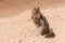 Eastern Chipmunk standing on a red ground in Bryce canyon national park, USA.