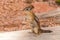 Eastern Chipmunk standing on wooden log in Bryce canyon national park, USA