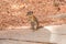Eastern Chipmunk standing on wooden log in Bryce canyon national park, USA