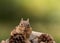 Eastern Chipmunk surrounded by pinecones lifts hands to mouth in a Fall seasonal scene