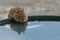 Eastern Chipmunk takes a drink of water