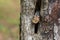Eastern Chipmunk (Tamias) peeks out from his hiding hole in a tree.