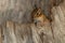 Eastern Chipmunk - Tamias striatus