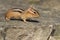 Eastern Chipmunk - Tamias striatus